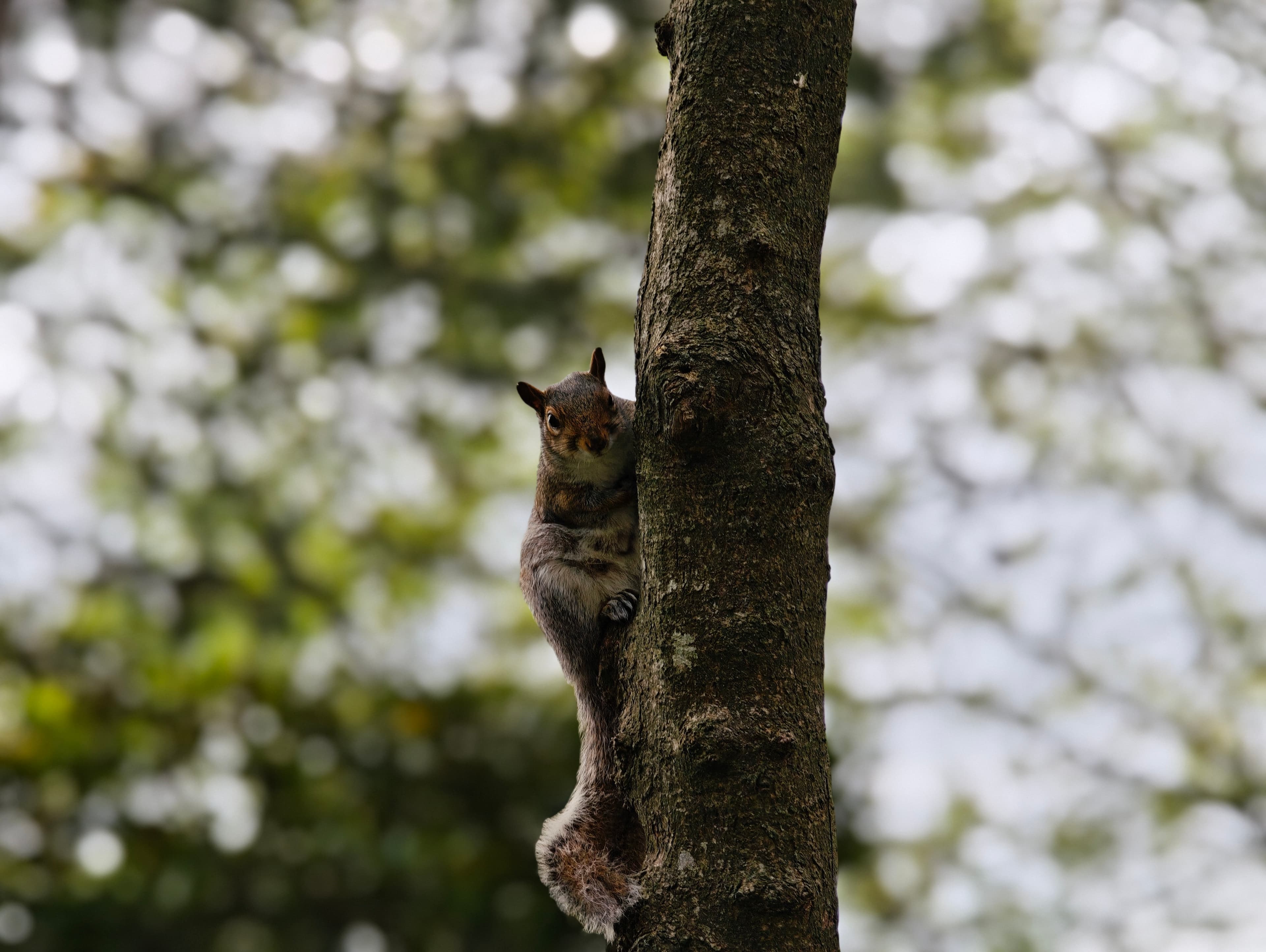 Xiaomi 15 Ultra Photo 9