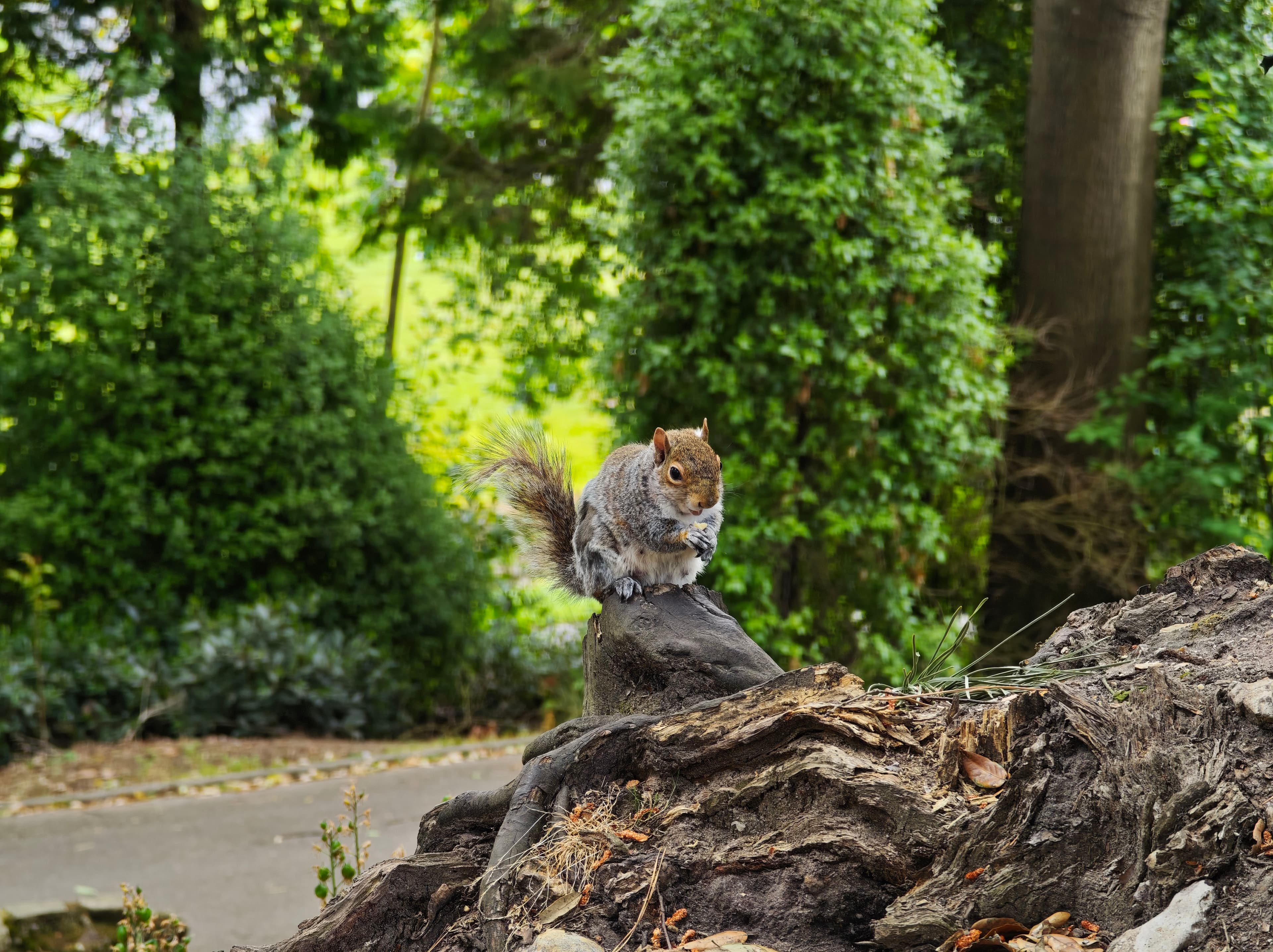 Xiaomi 15 Ultra Photo 8