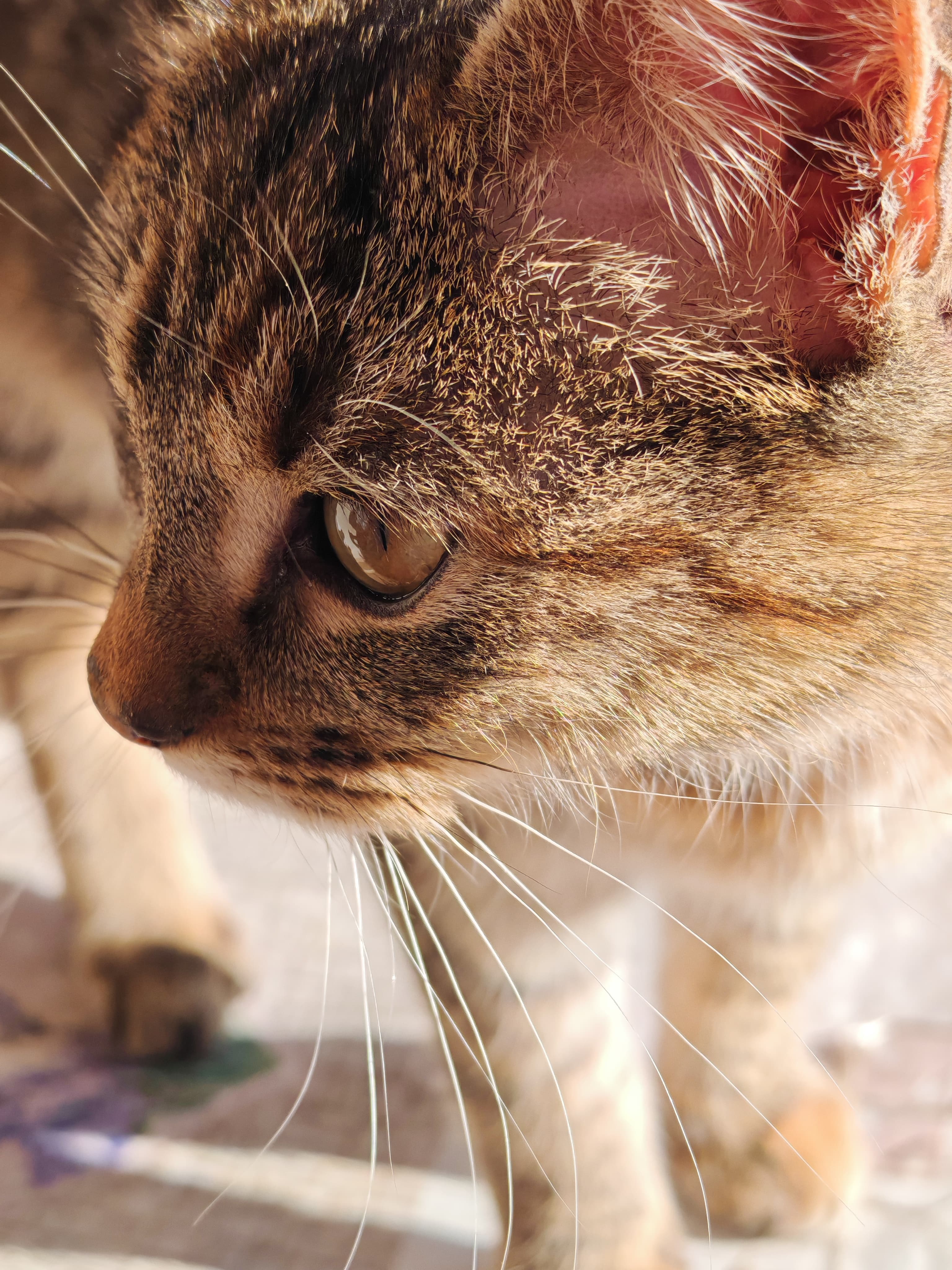 Honor Magic 6 Pro Photo 6