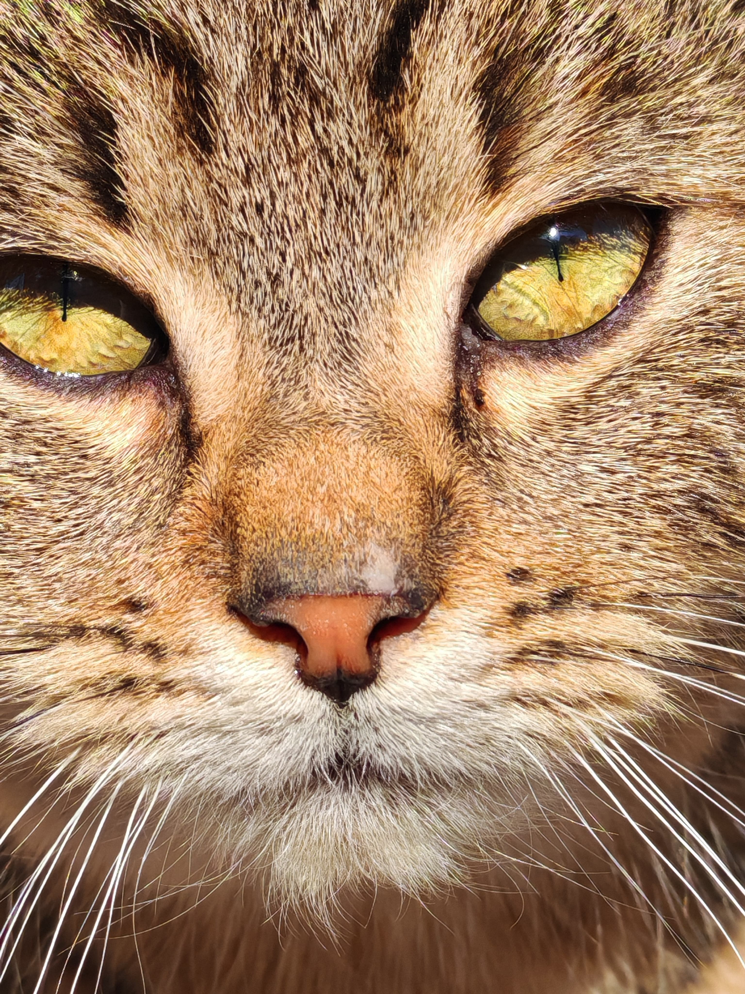 Honor Magic 6 Pro Photo 5