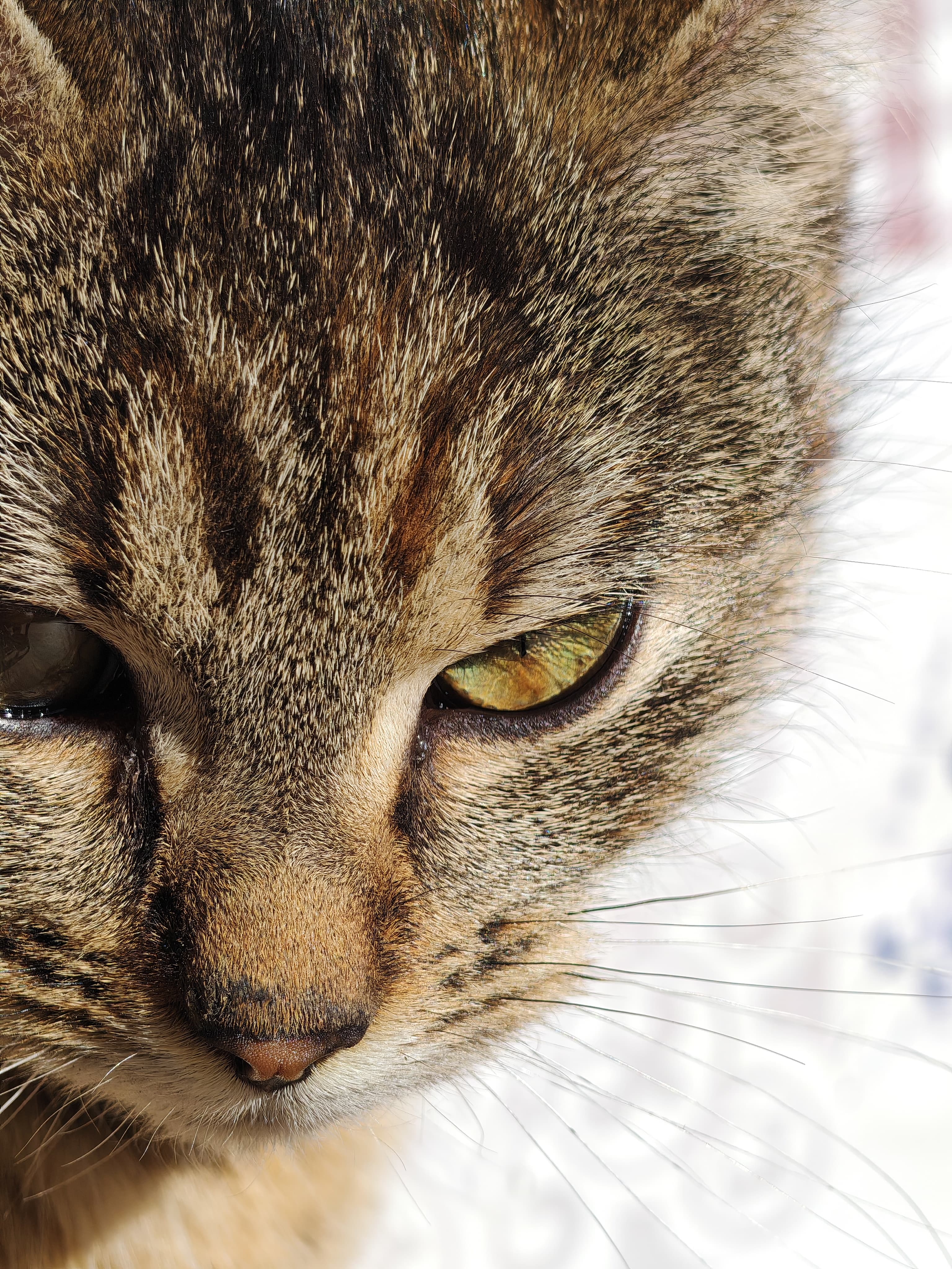 Honor Magic 6 Pro Photo 4