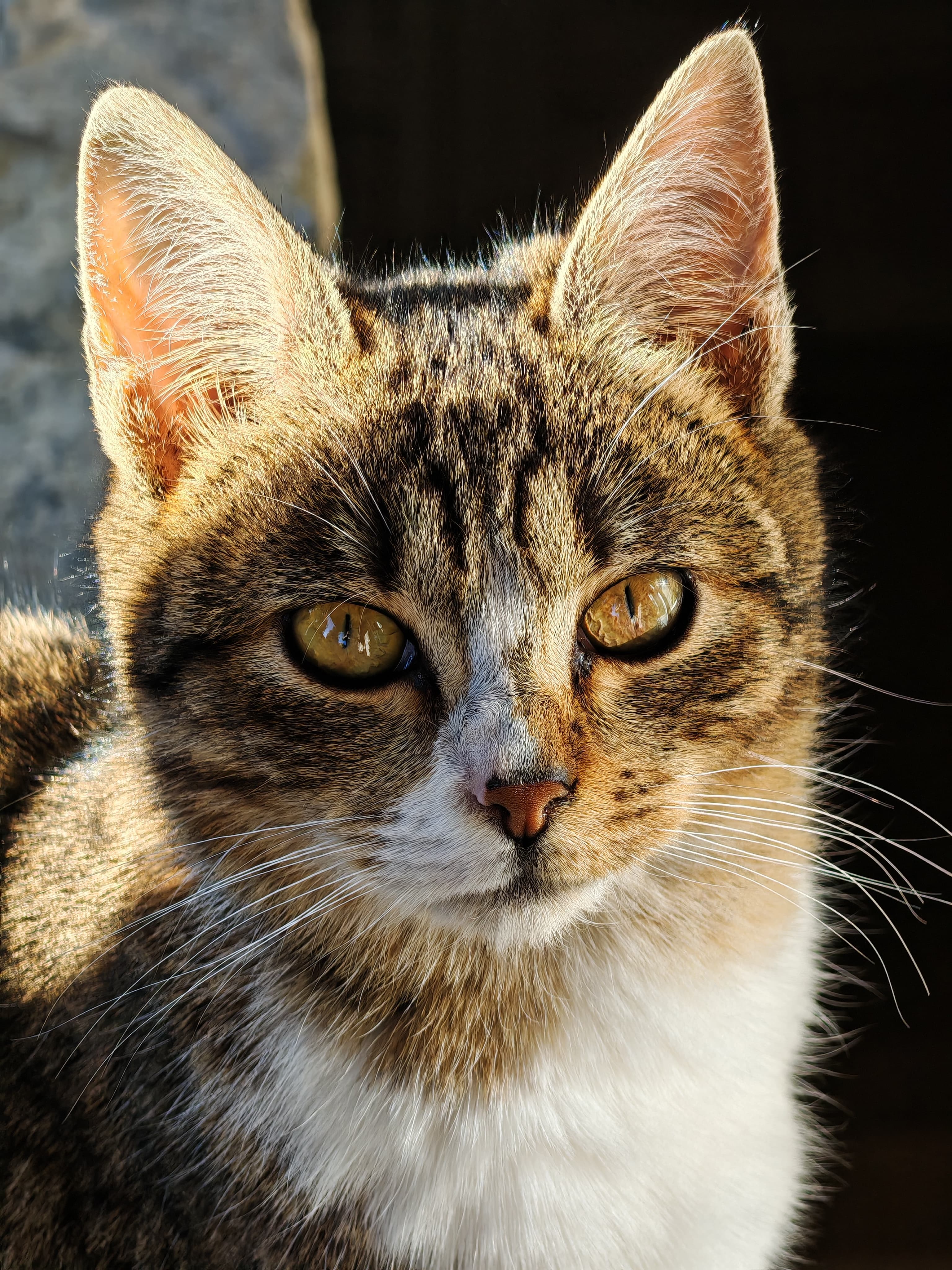 Honor Magic 6 Pro Photo 3