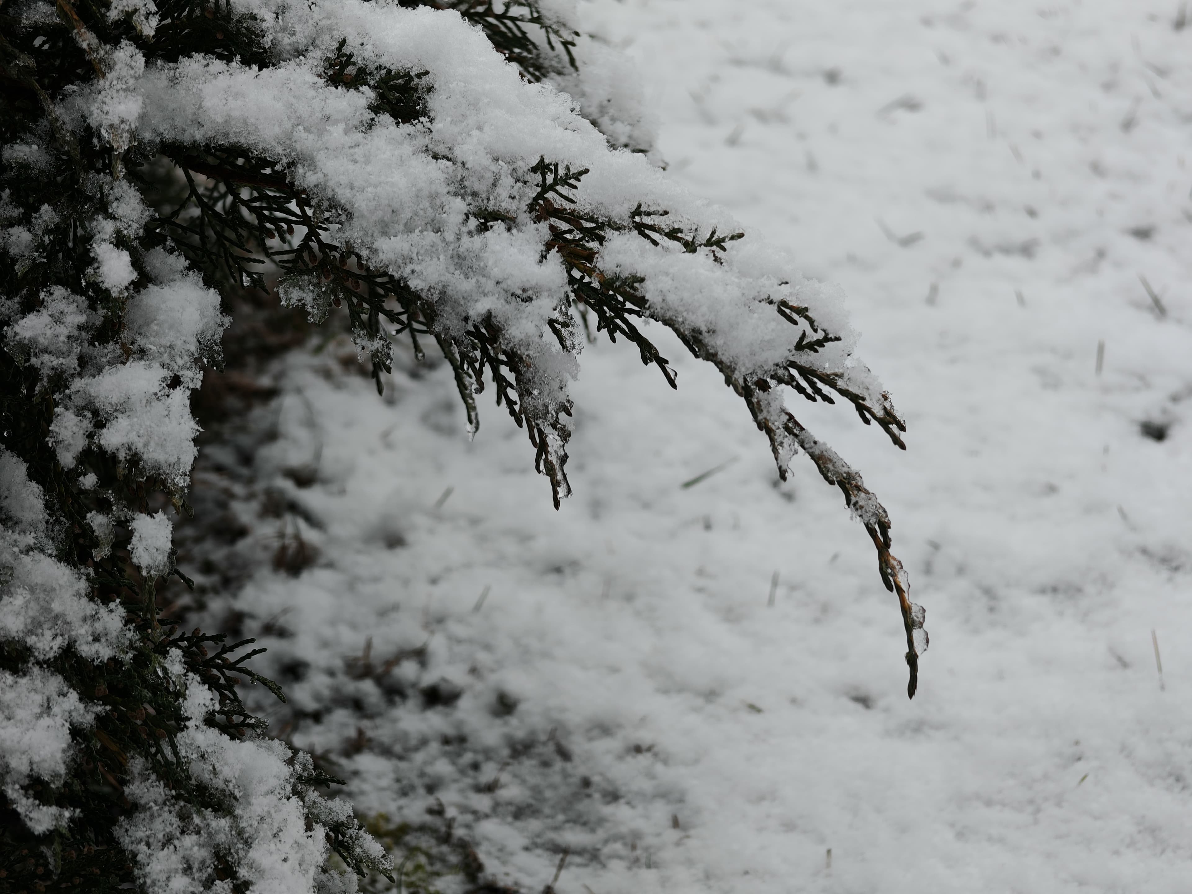 Honor Magic 6 Pro Photo 2