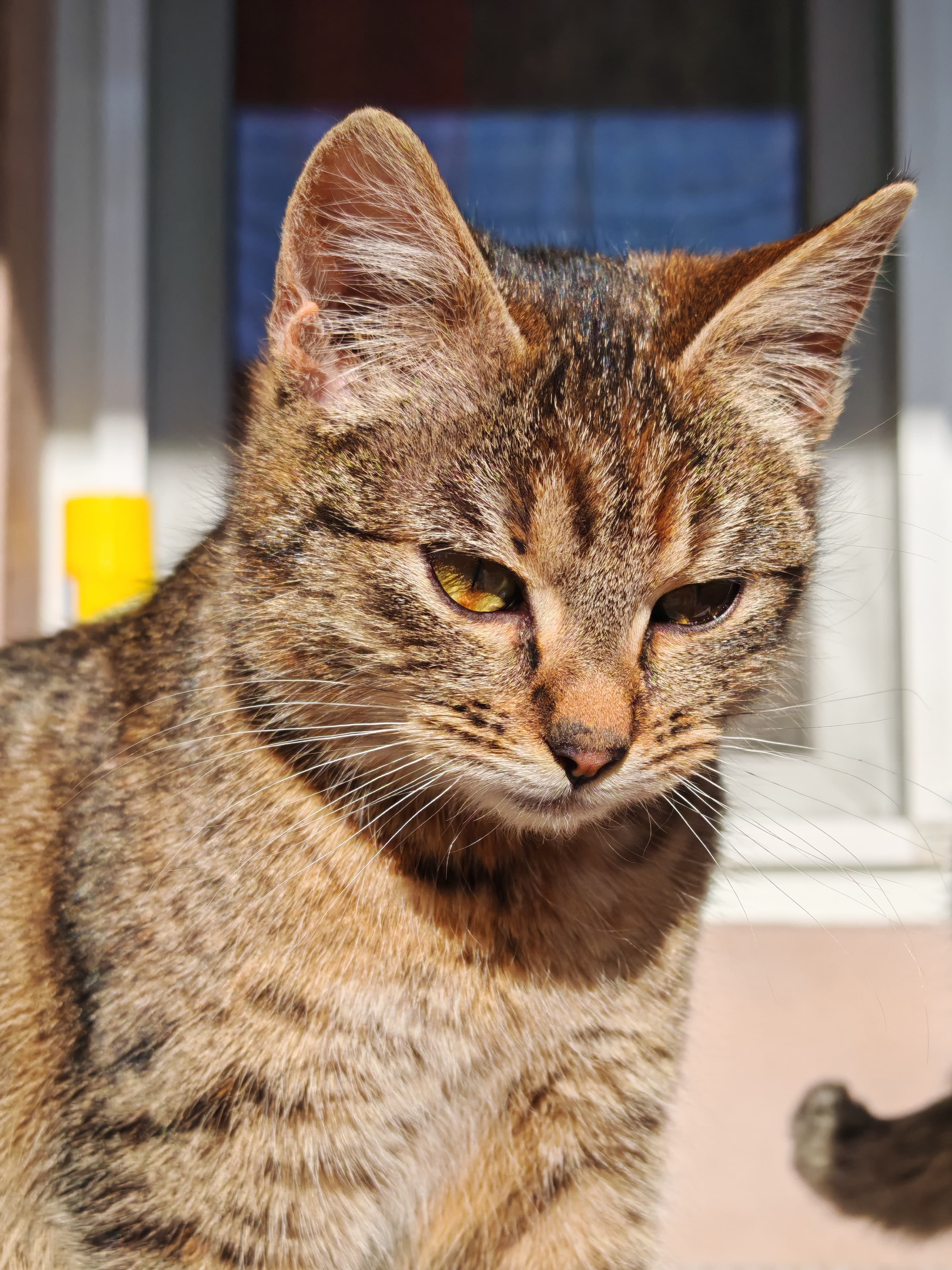 Honor Magic 6 Pro Photo 1