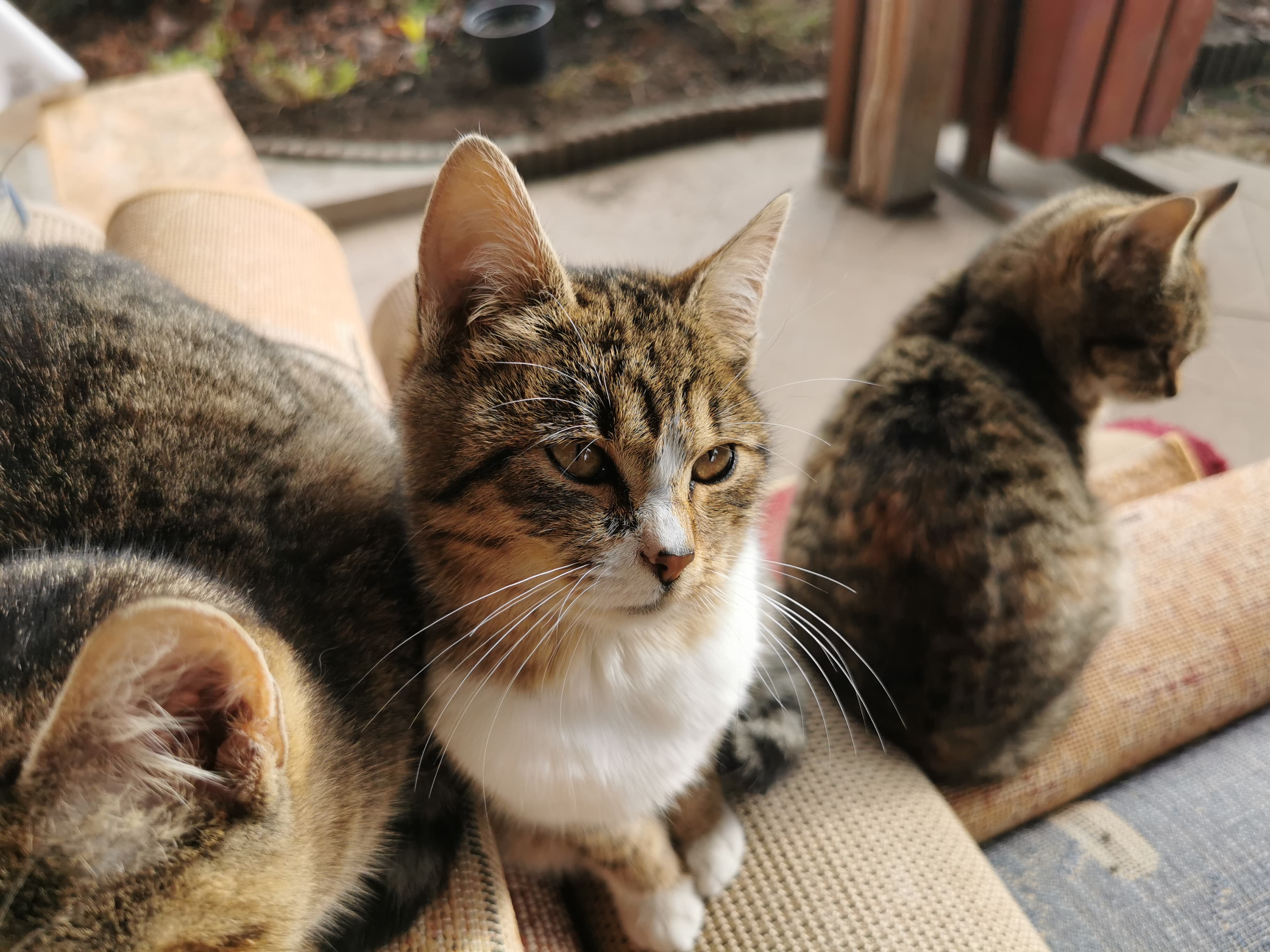 Huawei P30 Pro Photo 2