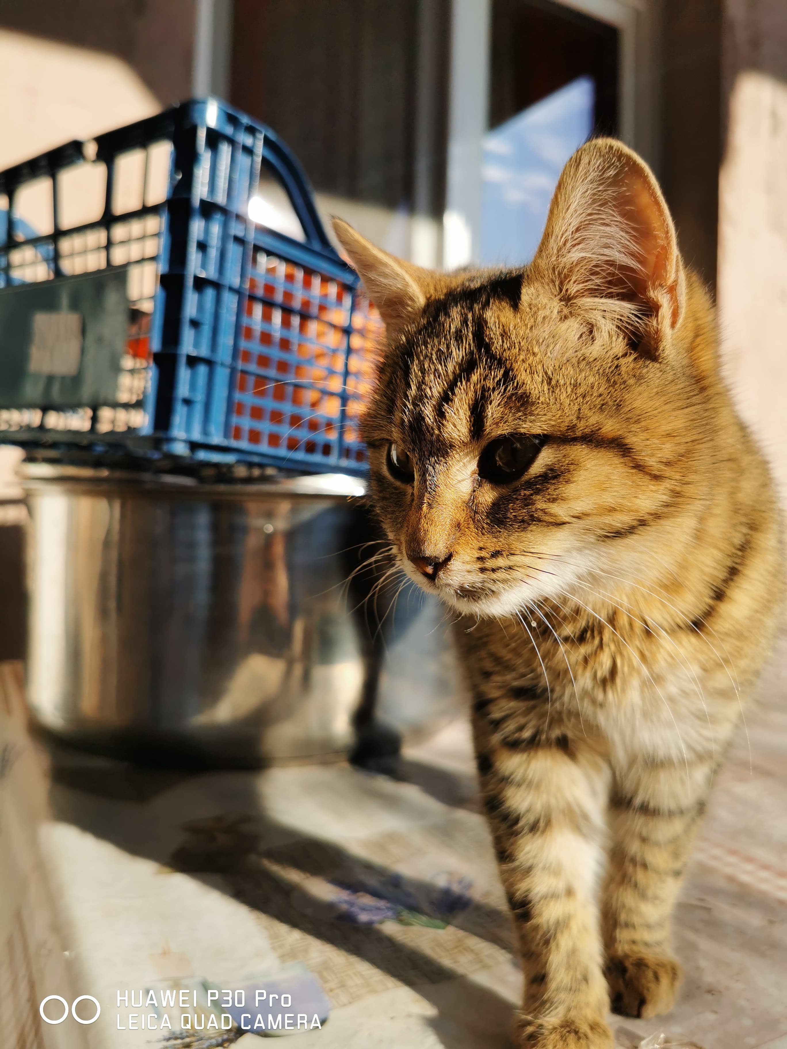 Huawei P30 Pro Photo 1