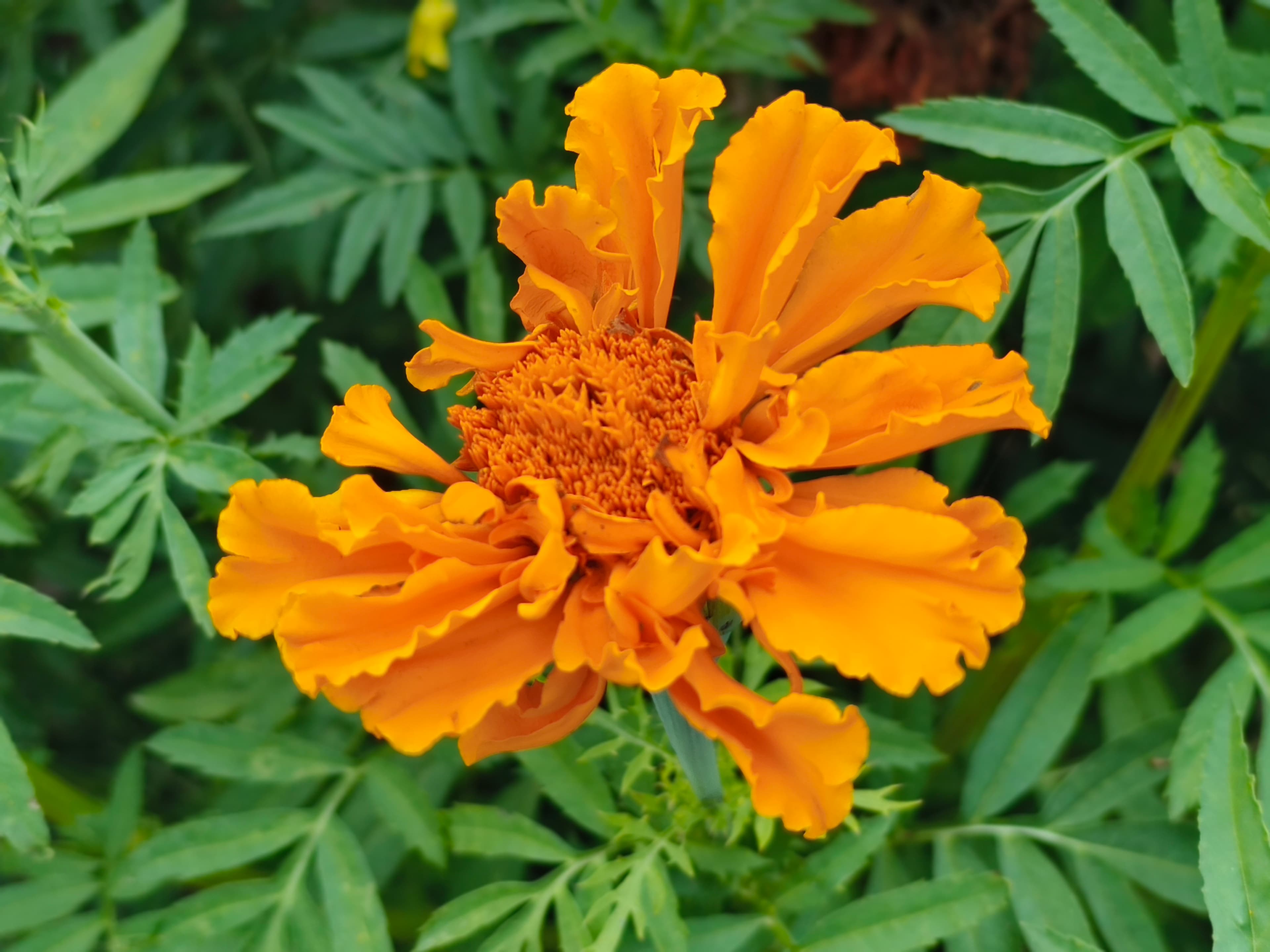 Nothing CMF 2 Pro Photo 5