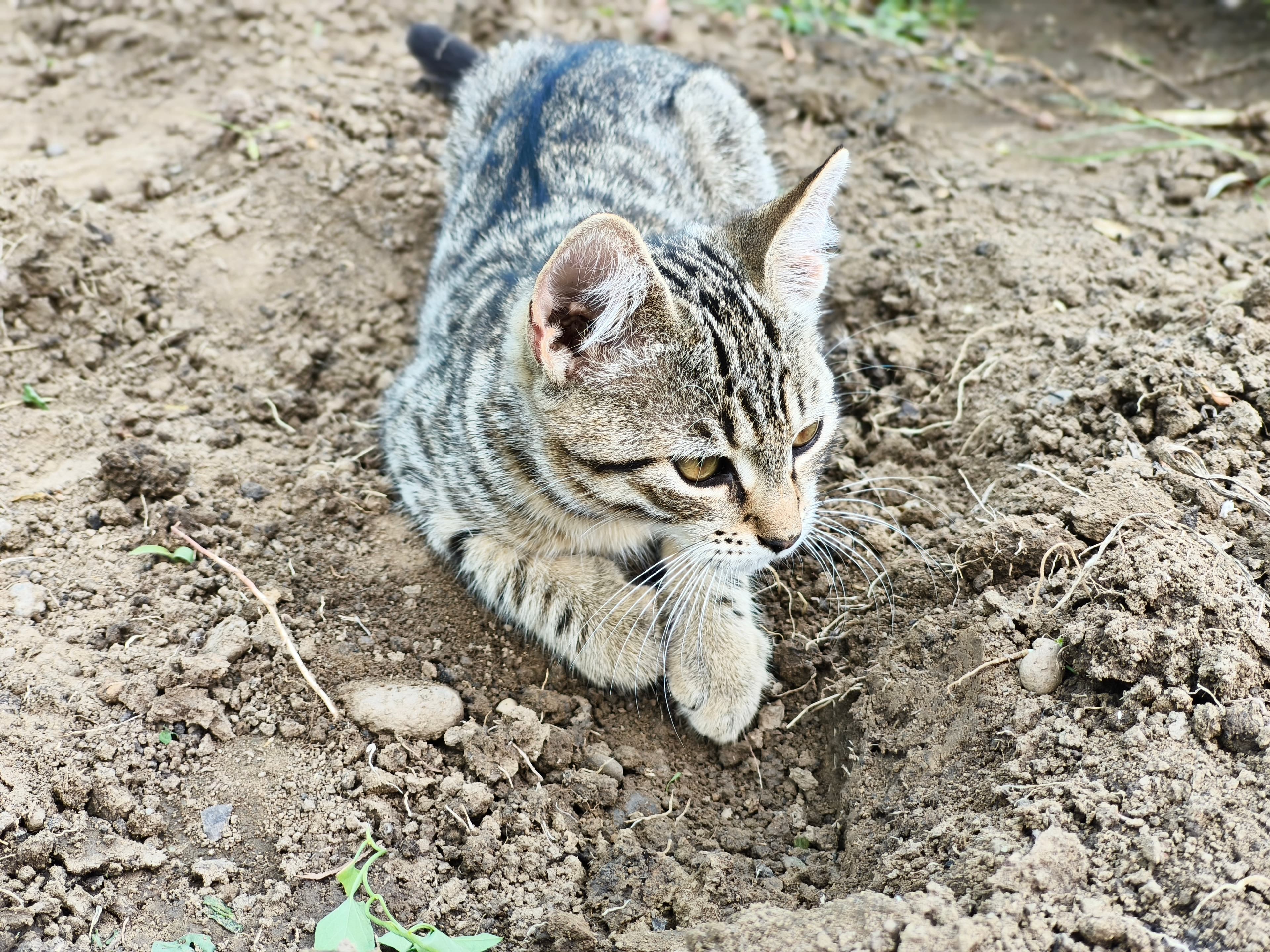 Nothing CMF 2 Pro Photo 4