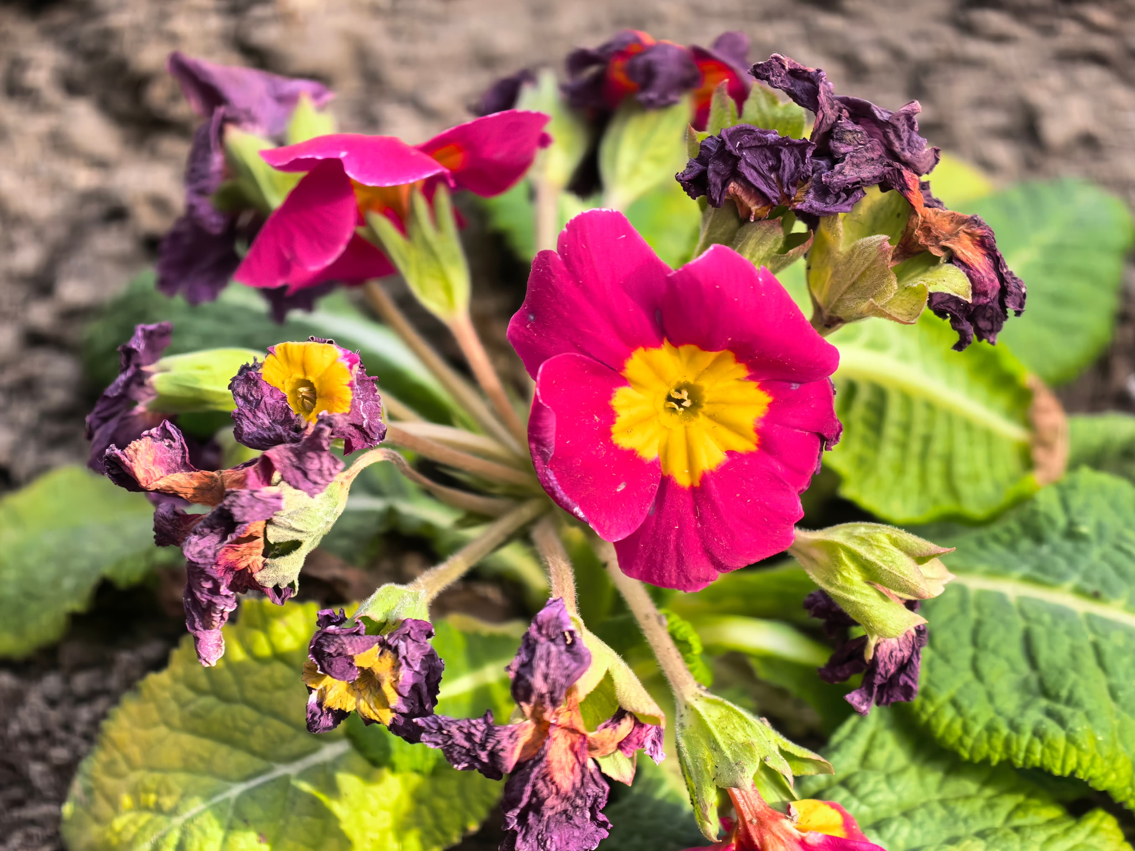 Huawei Pura 80 Ultra Photo 3