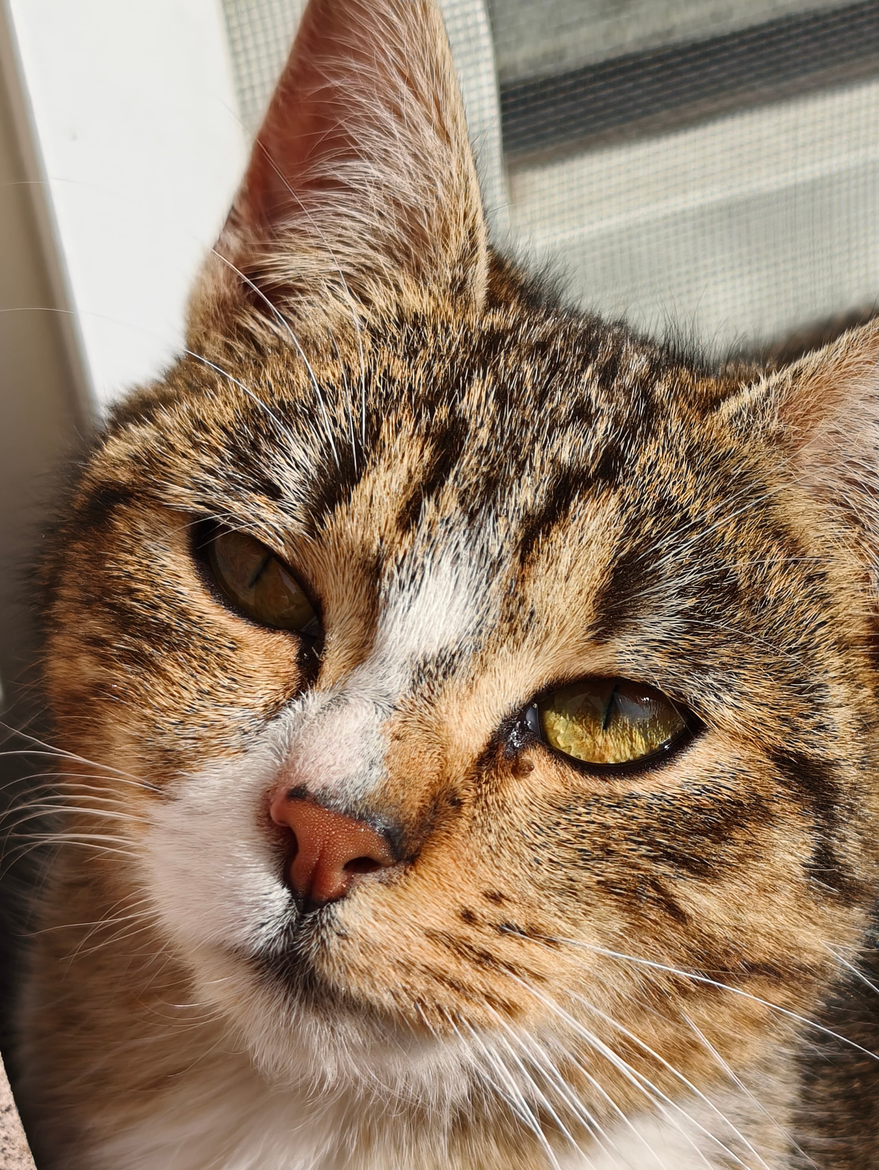 Oppo Find X8 Pro Photo 6