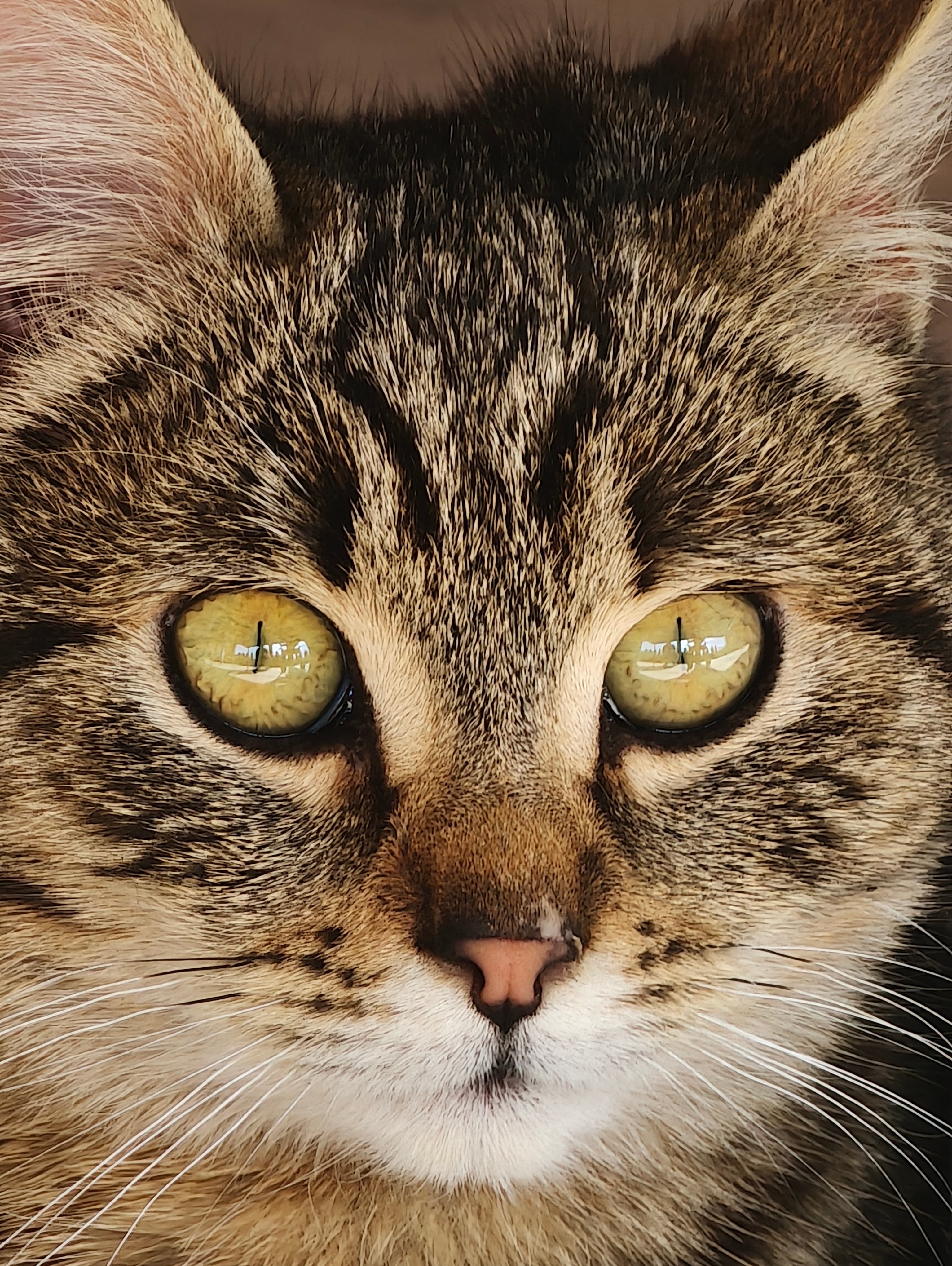 Oppo Find X8 Pro Photo 5