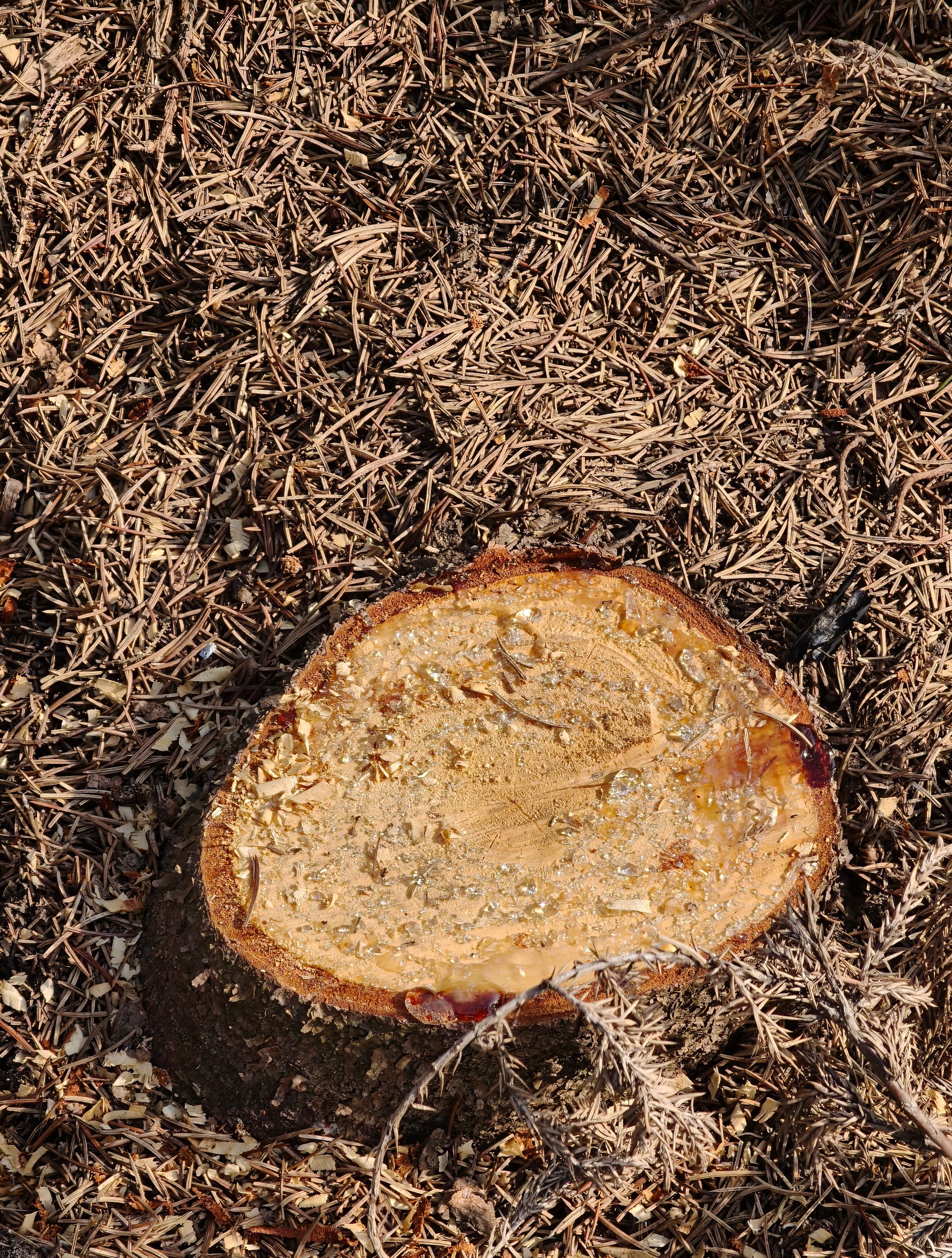 Oppo Find X8 Pro Photo 4