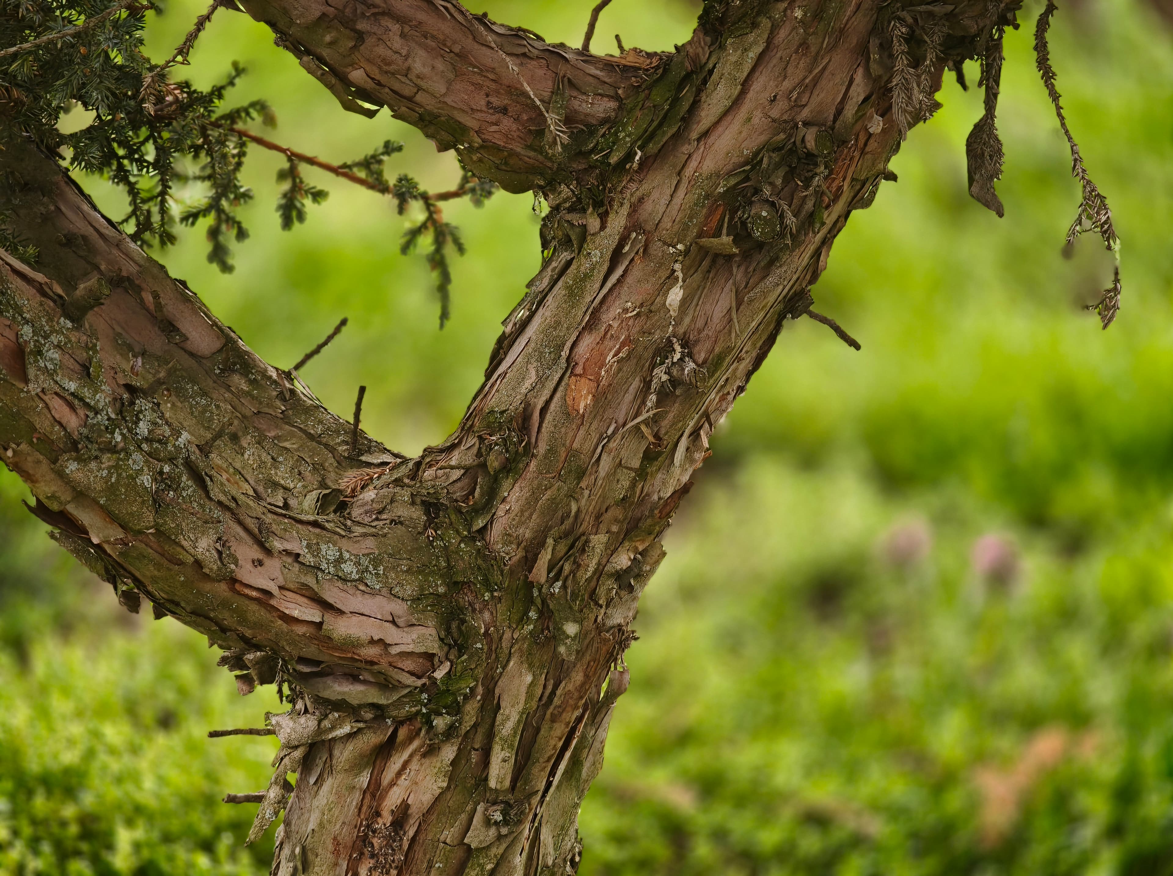 Oppo Find X8 Pro Photo 2