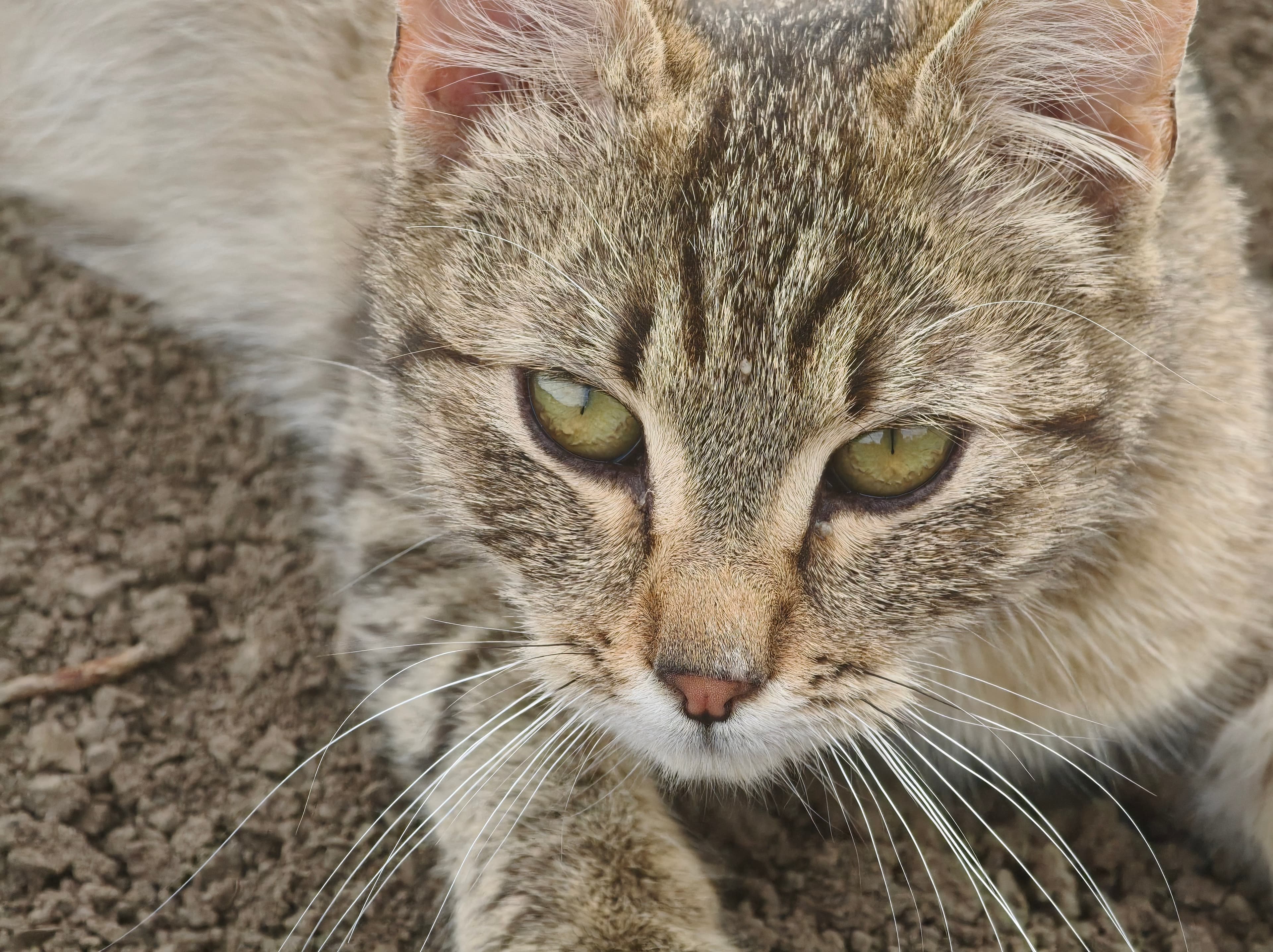 Oppo Find X8 Pro Photo 1